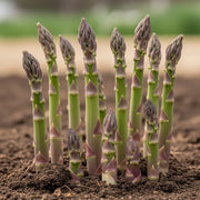 Fresh 'Guelph Millennium' Asparagus spears emerge from dark soil, vibrant purple tips against a blurred natural background, symbolizing growth.